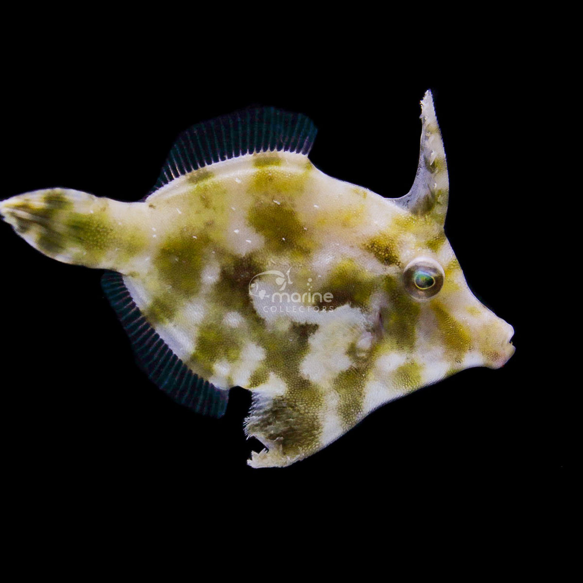 Triggerfish Filefish Filefish & Triggerfish – Marine Collectors