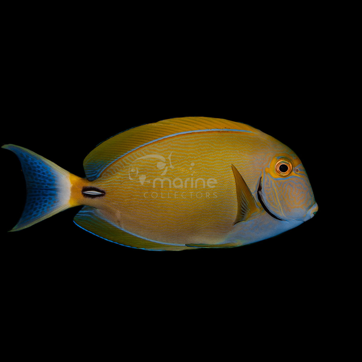 Tangs/Surgeonfish for Sale – Marine Collectors