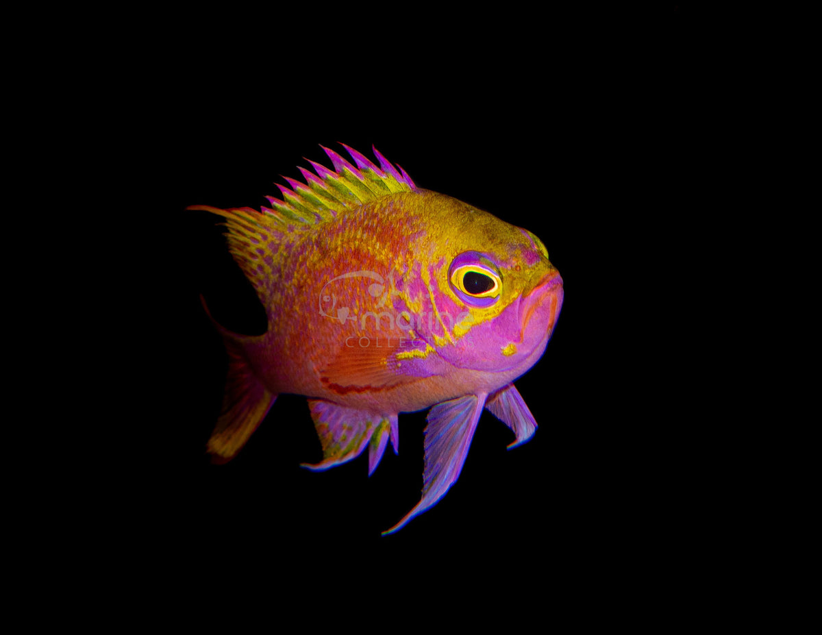 Fish Collectability Collectors Chamber - Rare Saltwater Fish and Marine Pets – Marine ...