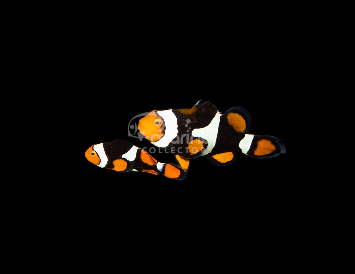 Onyx True Percula [WILD-PAIR] #4