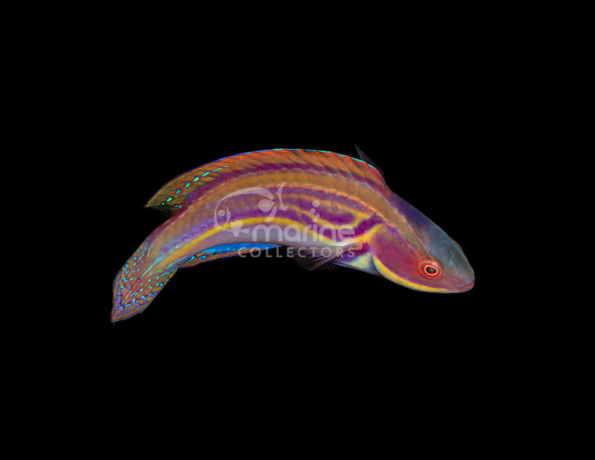 Labout's Wrasse [SUPERMALE]