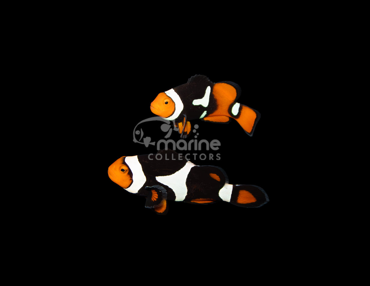 Onyx True Percula [WILD-PAIR] #2