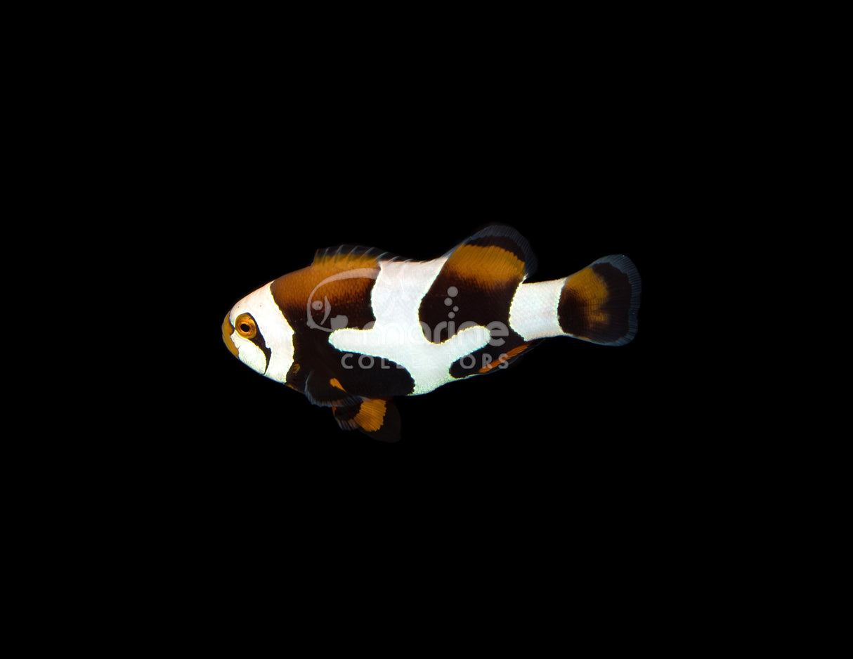 Premium Onyx Picasso"Puzzle Piece" Clownfish [Bali Aquarich]