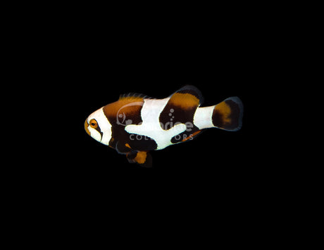 Premium Onyx Picasso"Puzzle Piece" Clownfish [Bali Aquarich]
