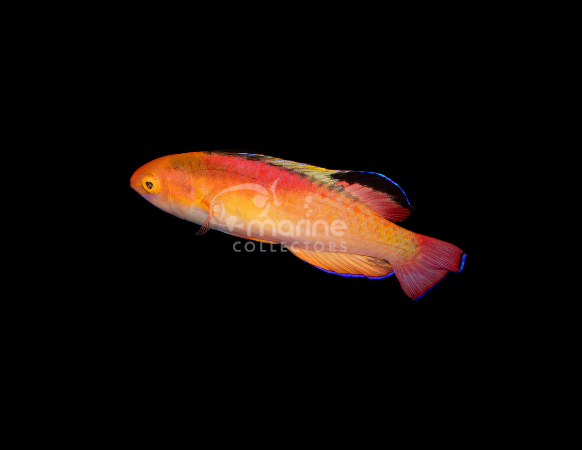 Tongan Flame Wrasse [Supermale] #2