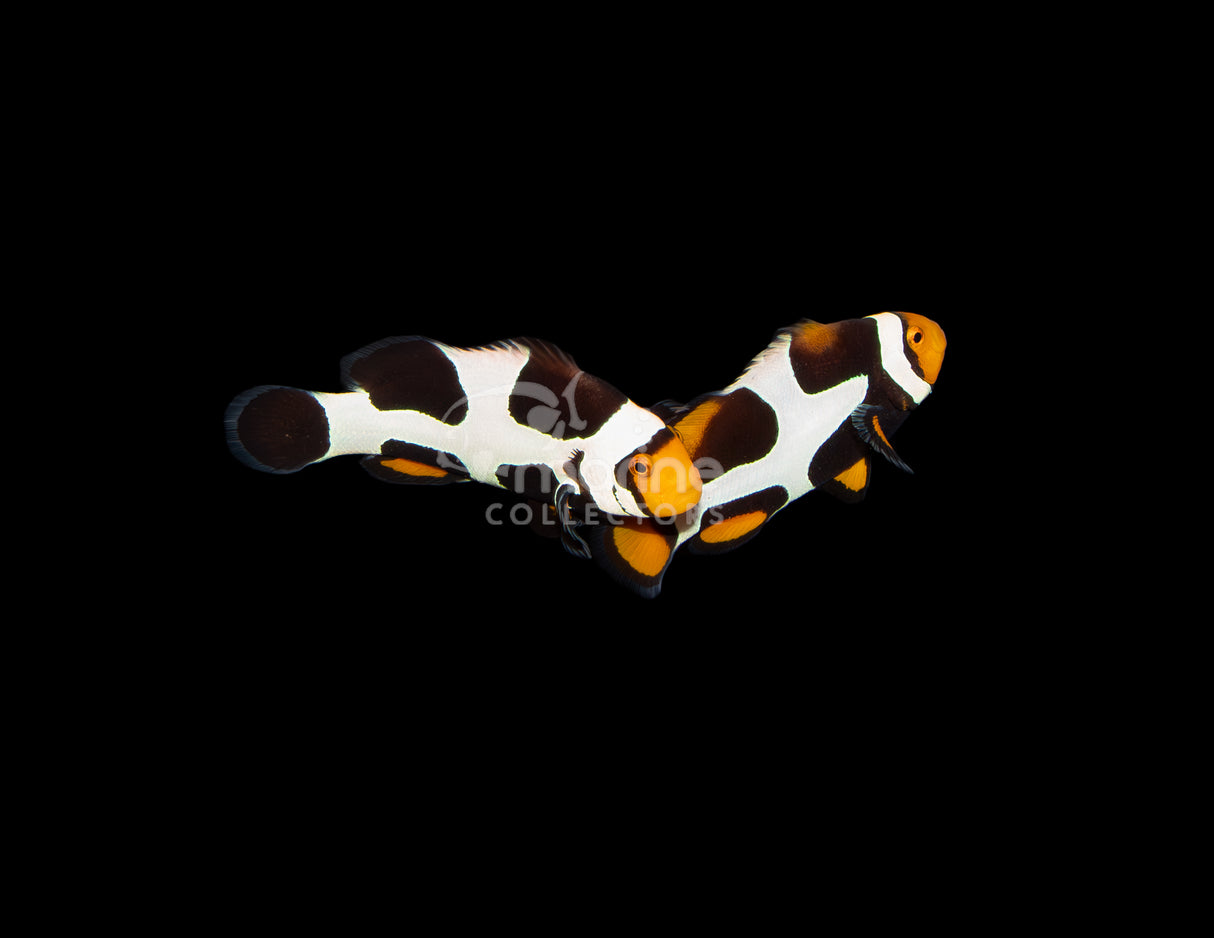 Premium Onyx Picasso Clownfish [PAIR-Bali Aquarich]