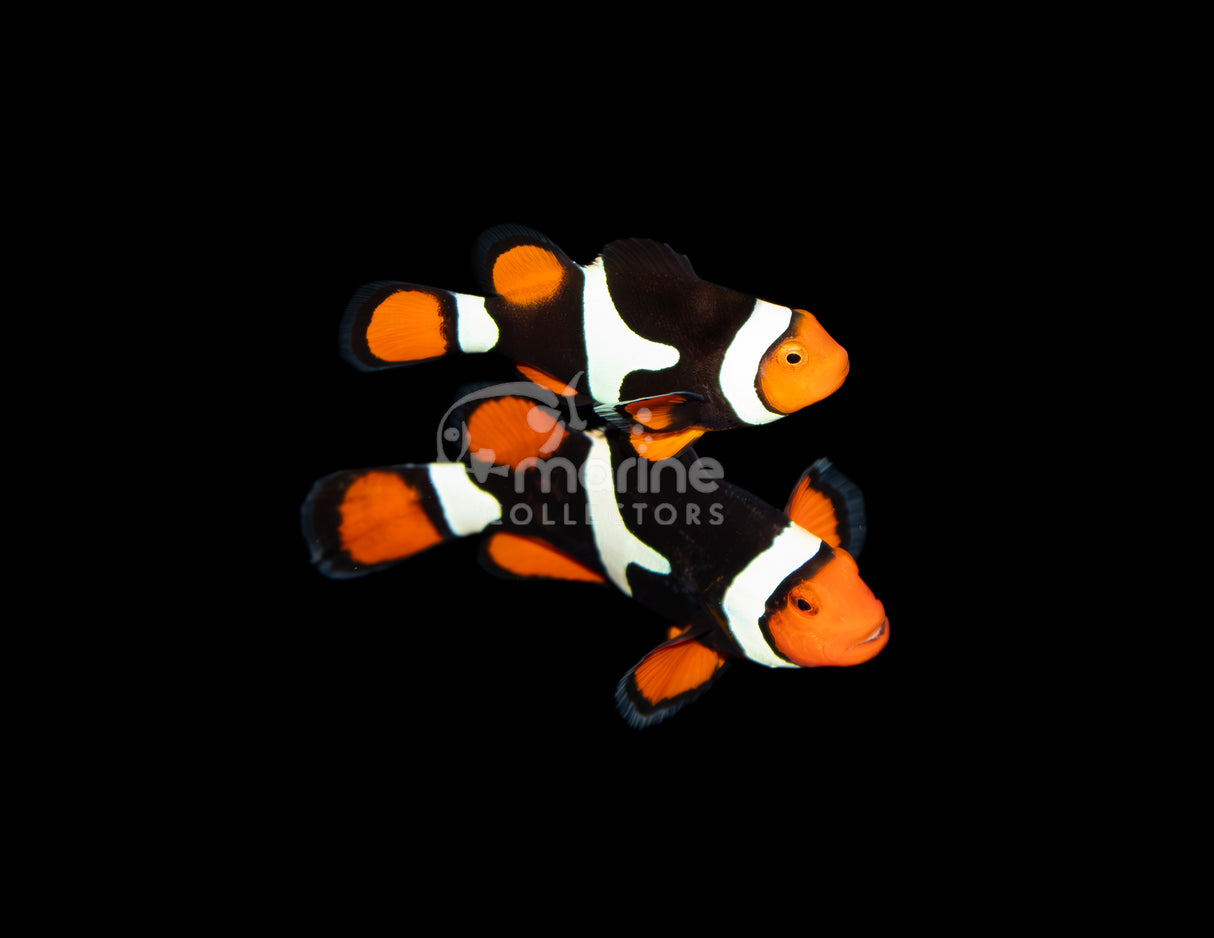 Onyx True Percula [WILD-PAIR] #1