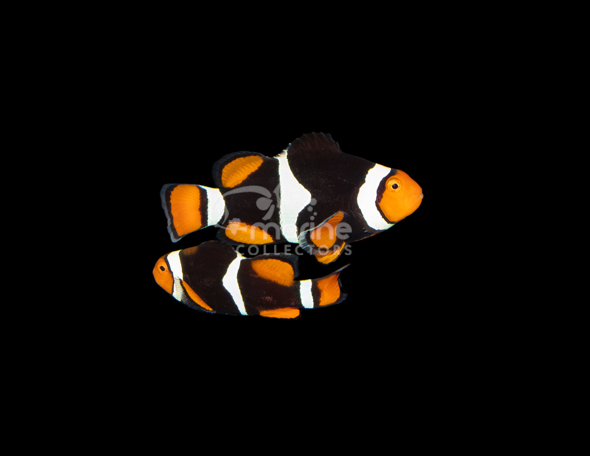 Onyx True Percula [WILD-PAIR] #5