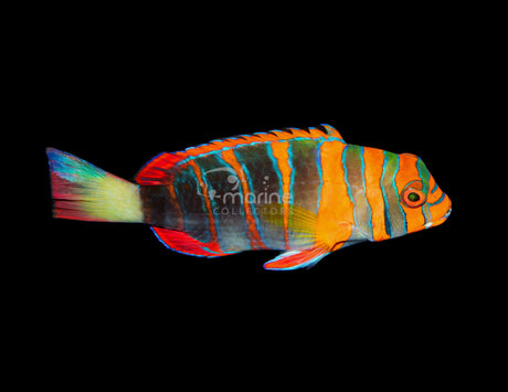 Aberrant Harlequin Tuskfish [Australian]-Marine Collectors