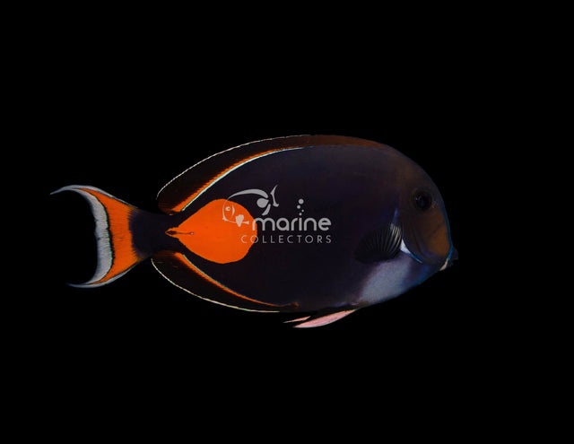 Achilles Tang-Marine Collectors