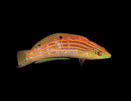 Adorned Wrasse [MALE]-Marine Collectors