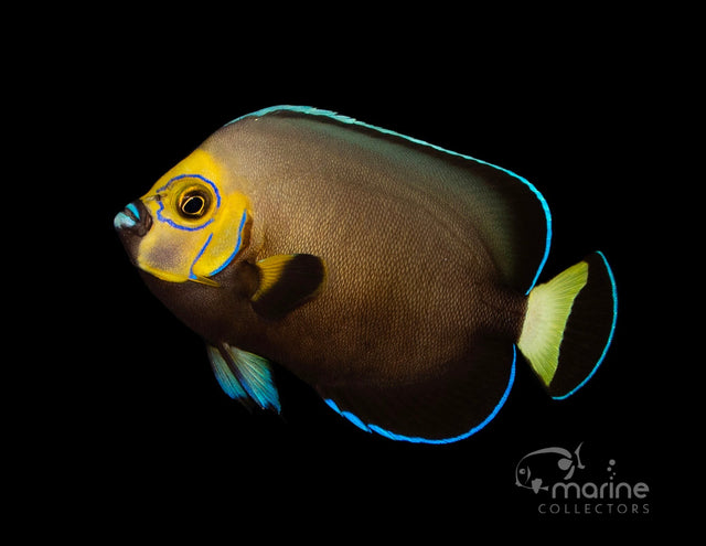 Adult Conspicuous Angelfish-Marine Collectors