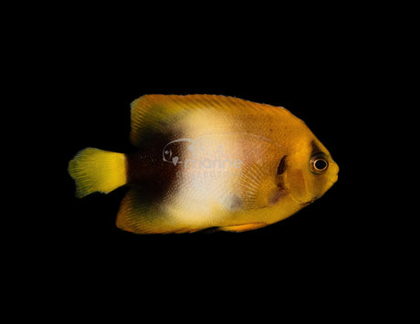 African Angelfish (Captive Bred)-Marine Collectors