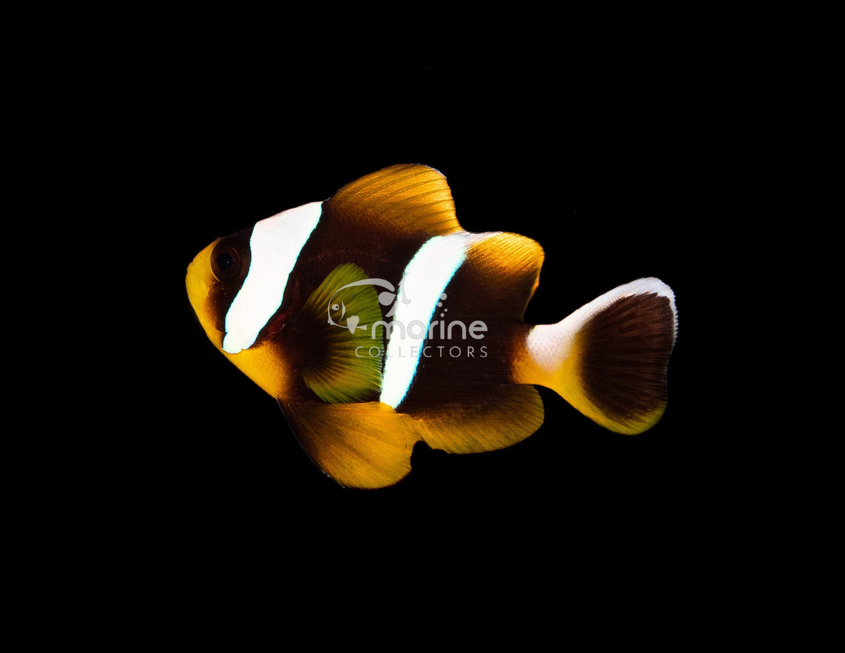 Allard Anemonefish Clownfish (WILD)-Marine Collectors