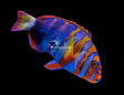 Australian Harlequin Tuskfish-Marine Collectors