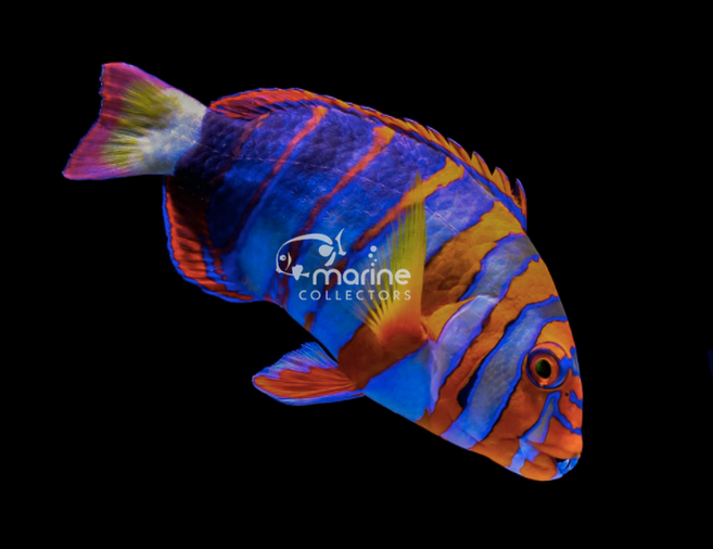 Australian Harlequin Tuskfish-Marine Collectors