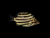 Australian Stripey-Marine Collectors