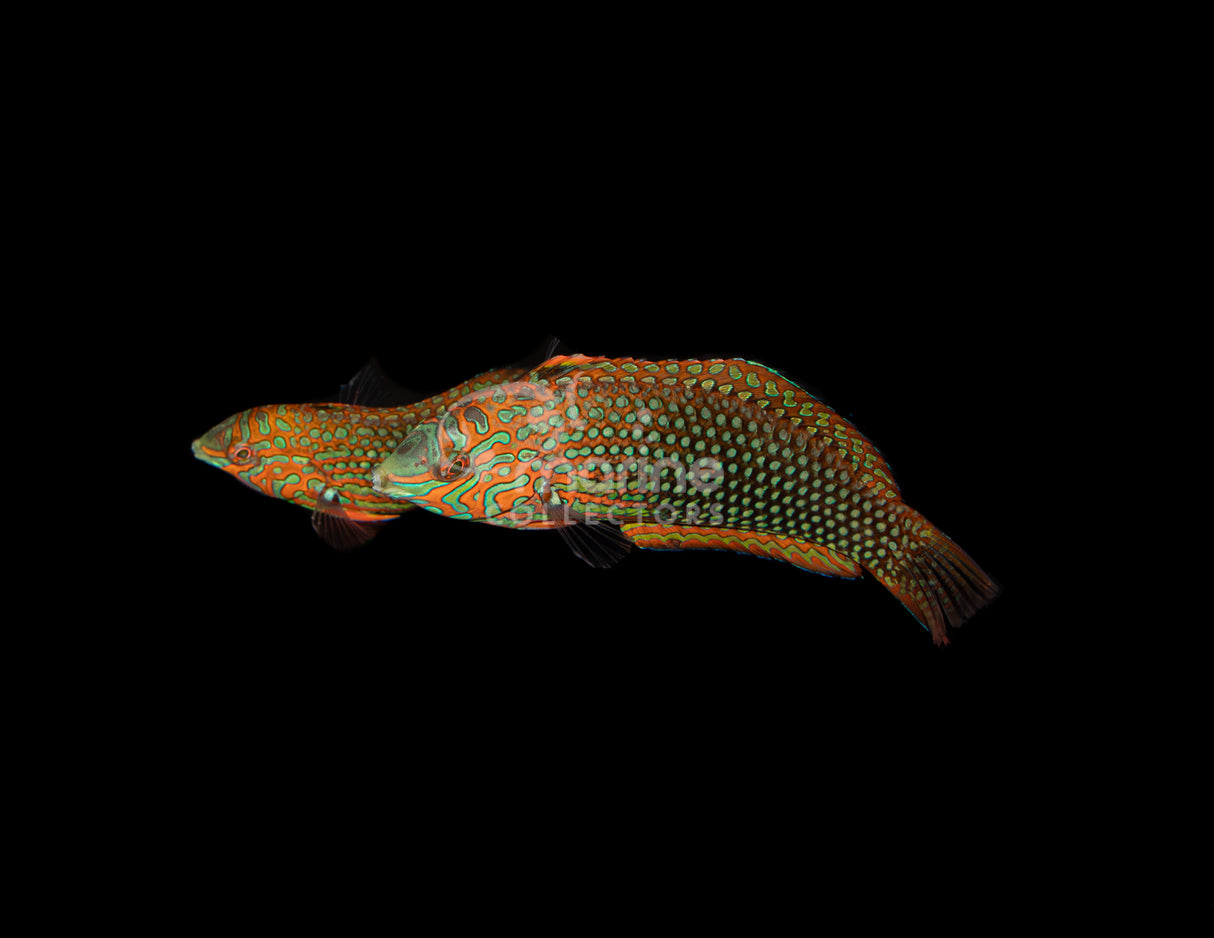 Ornate Leopard Wrasse [PAIR]