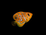 (BA) "Designer" Regal Angelfish-Marine Collectors