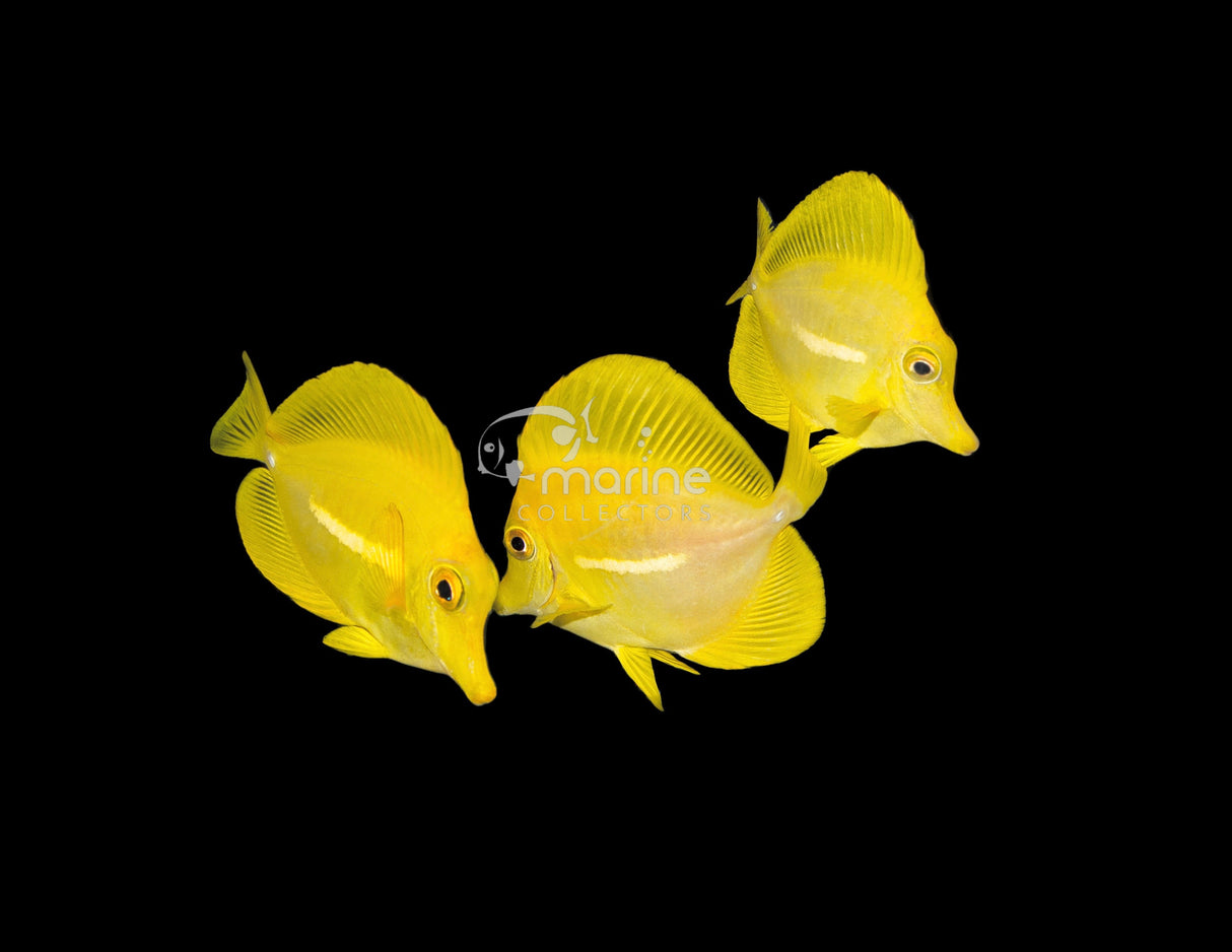 (BIOTA) Yellow Tang-Marine Collectors