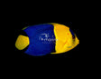 Bicolor Angelfish-Marine Collectors