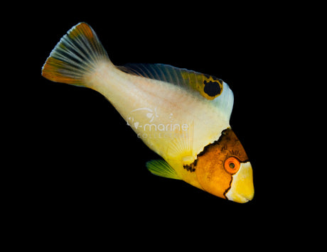 Bicolor Parrotfish-Marine Collectors