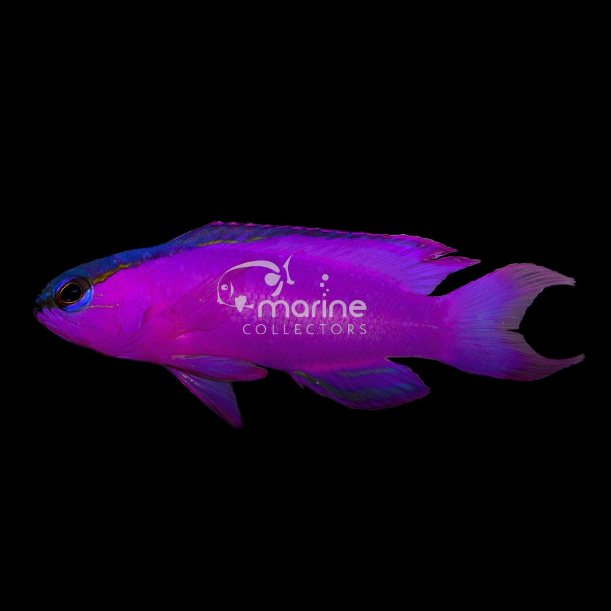 Black Cap Basslet - Saltwater Fish – Marine Collectors