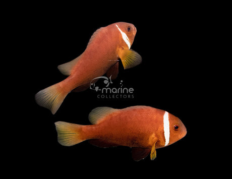 Black-Foot Clownfish (JUMBO SIZE PAIR)-Marine Collectors