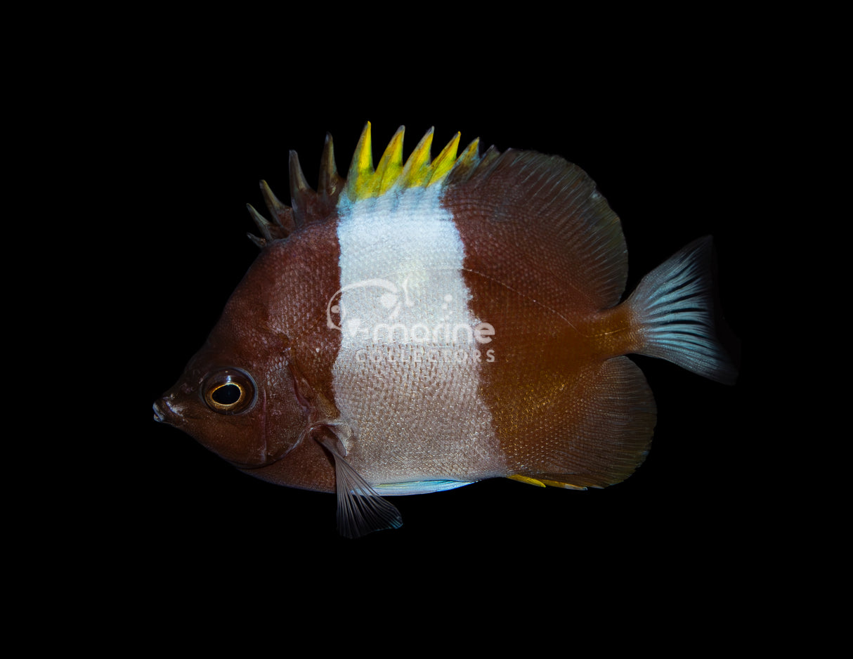 Black Pyramid Butterflyfish