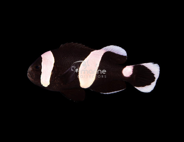Black Saddleback Clownfish (WILD)-Marine Collectors