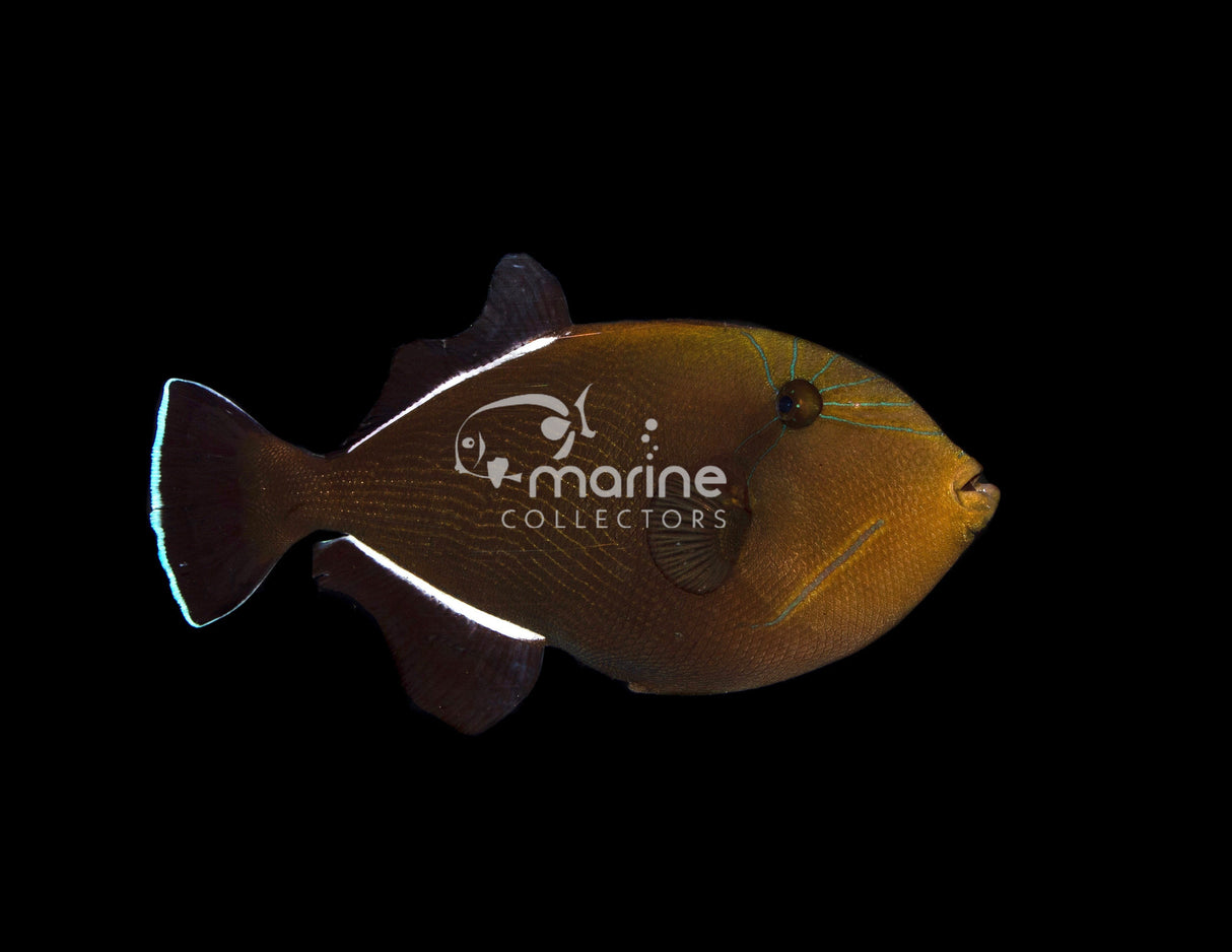 Black Triggerfish-Marine Collectors