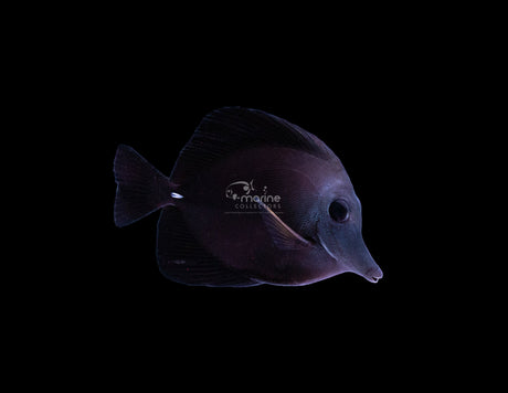 Black tang Hybrid-Marine Collectors