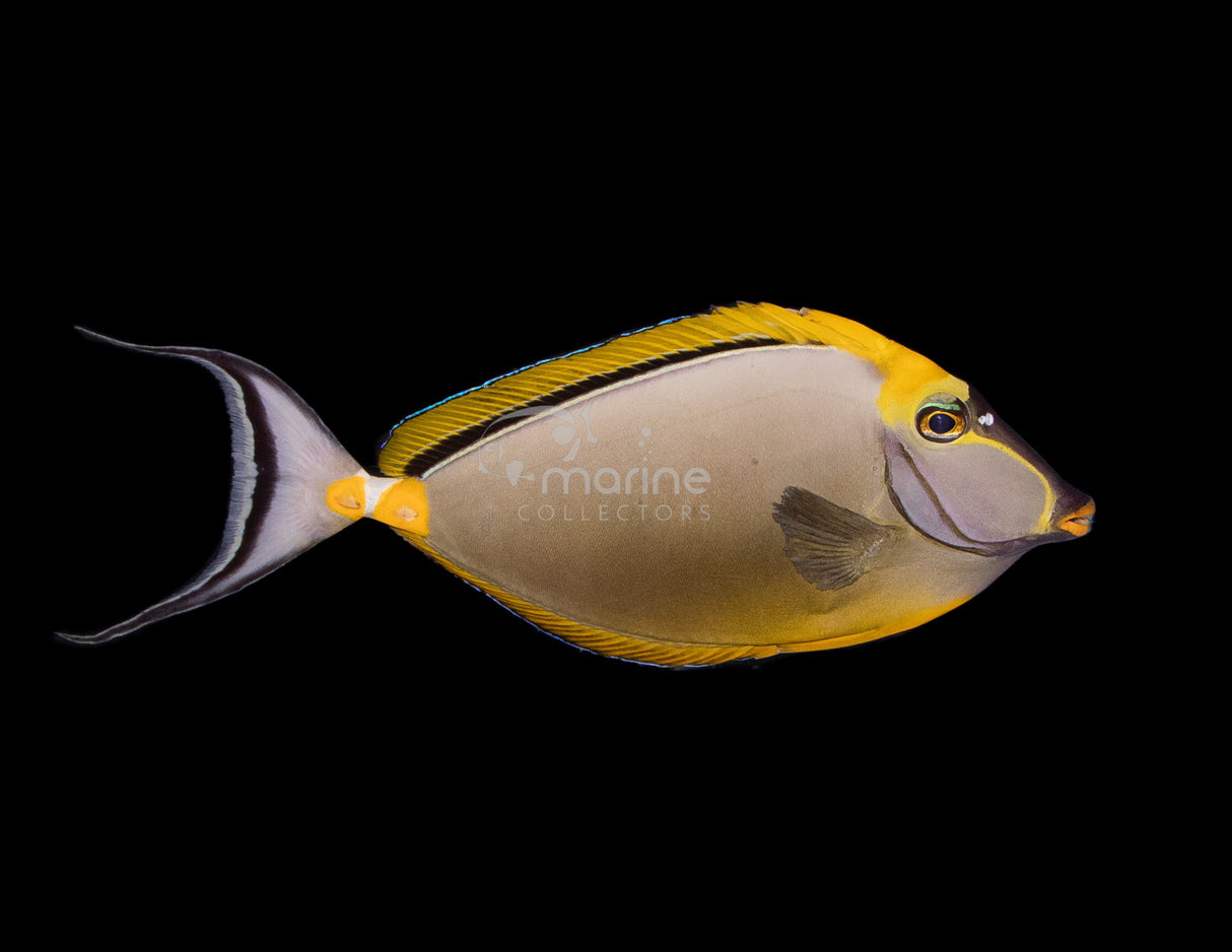 Blonde Naso Tang (SHOW SIZE)-Marine Collectors