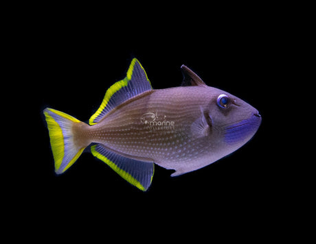 Blue Jaw Triggerfish-Marine Collectors