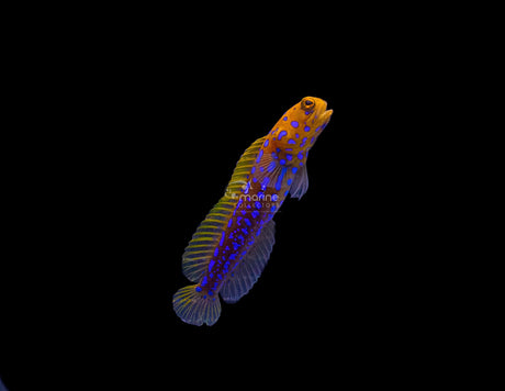 Blue Spotted Jawfish-Marine Collectors