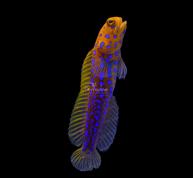 Blue Spotted Jawfish-Marine Collectors