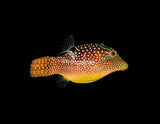 Blue Spotted Pufferfish-Marine Collectors