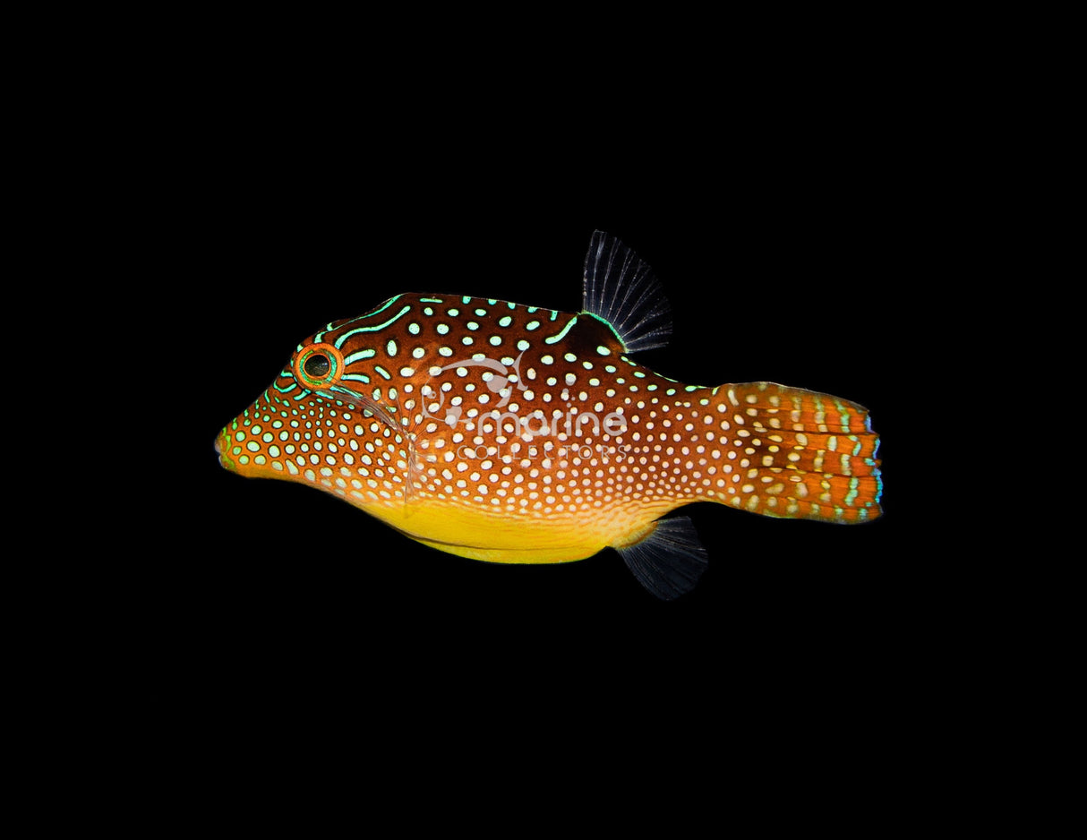 Blue Spotted Pufferfish-Marine Collectors