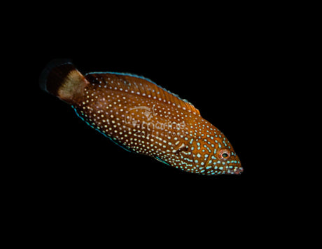 Blue Spotted Tamarin Wrasse (Juvenile)-Marine Collectors