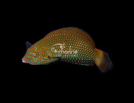 Blue Spotted Tamarin Wrasse-Marine Collectors