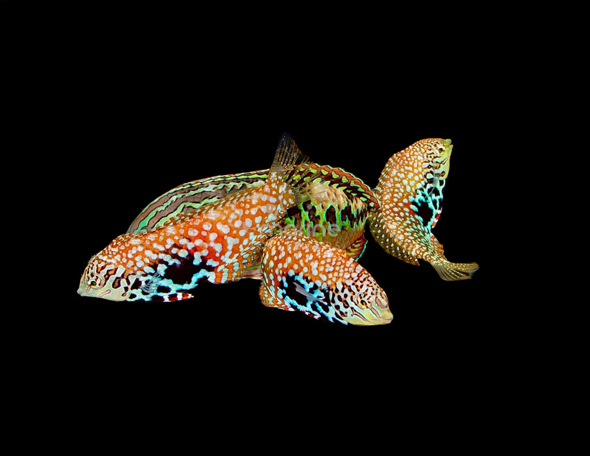 Vermiculate "Blue Star" Leopard Wrasse*