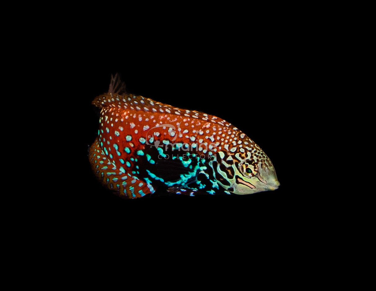 Vermiculate "Blue Star" Leopard Wrasse*