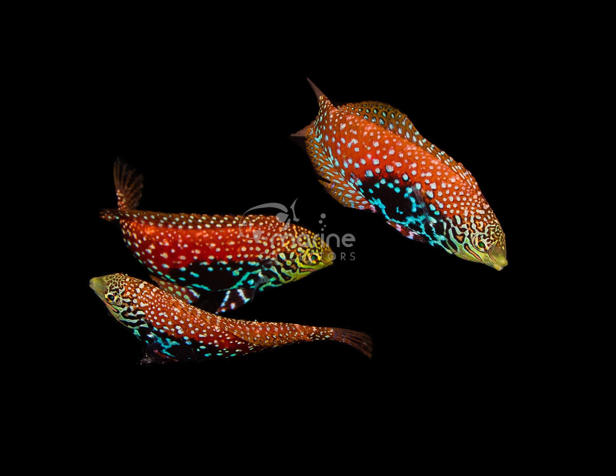 Vermiculate "Blue Star" Leopard Wrasse*