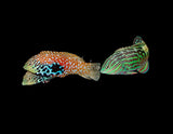 Vermiculate "Blue Star" Leopard Wrasse*