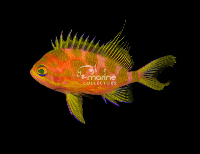 Borbonias Anthias [MALE]-Marine Collectors