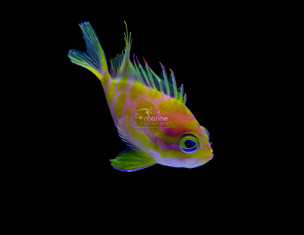 Borbonius Anthias-Marine Collectors