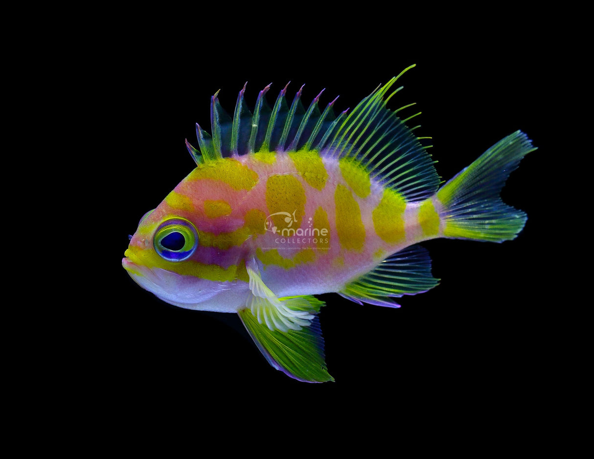 Borbonius Anthias-Marine Collectors