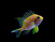 Borbonius Anthias-Marine Collectors