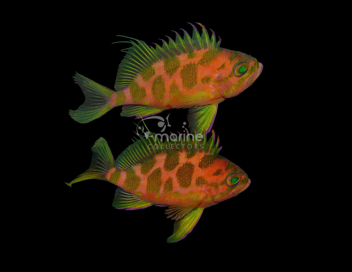 Borbonius Anthias [TRIO]-Marine Collectors