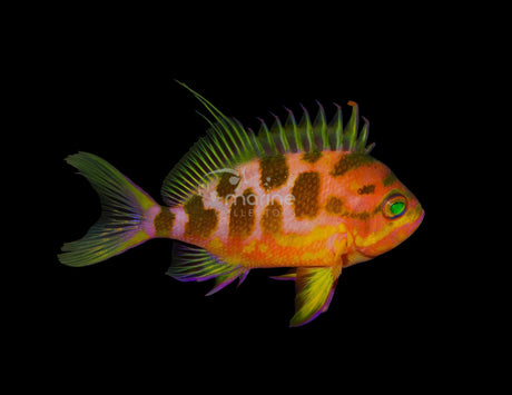 Borbonius Anthias [TRIO]-Marine Collectors